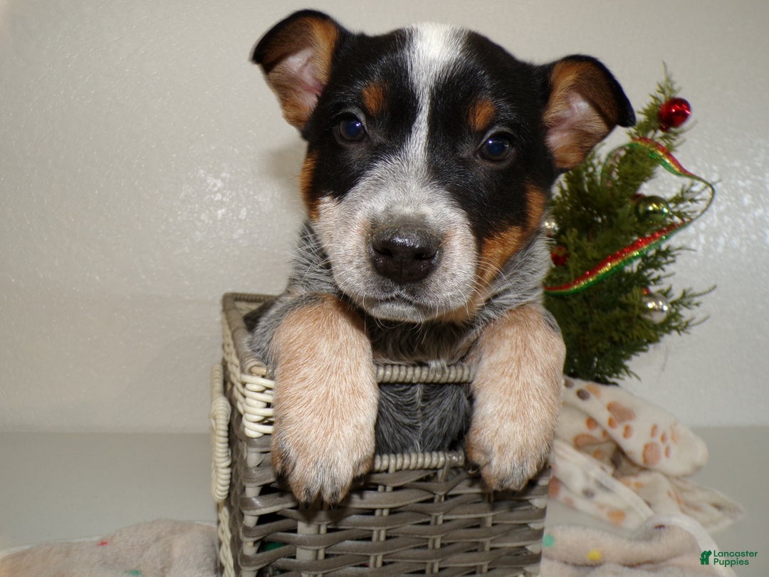 Australian Cattle Dog dogs for sale: Australian Cattle Dog Puppy 3 Jarrett - Ad 1