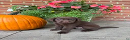 Labrador Retriever dogs for sale: Murphy  - Ad 2