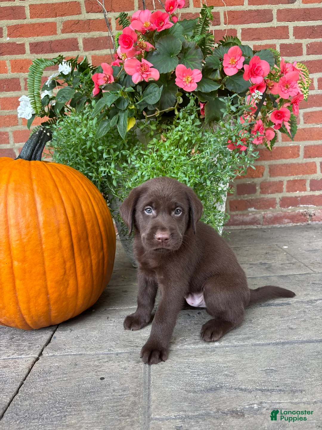 Labrador Retriever dogs for sale: Murphy  - Ad 2