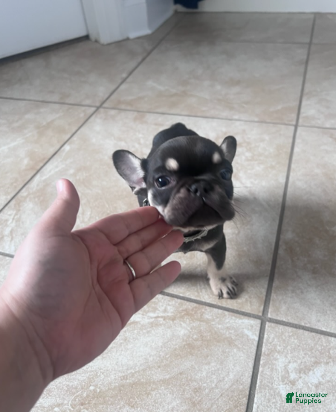 French Bulldog dogs for sale: French Bulldog Girl - Ad 2