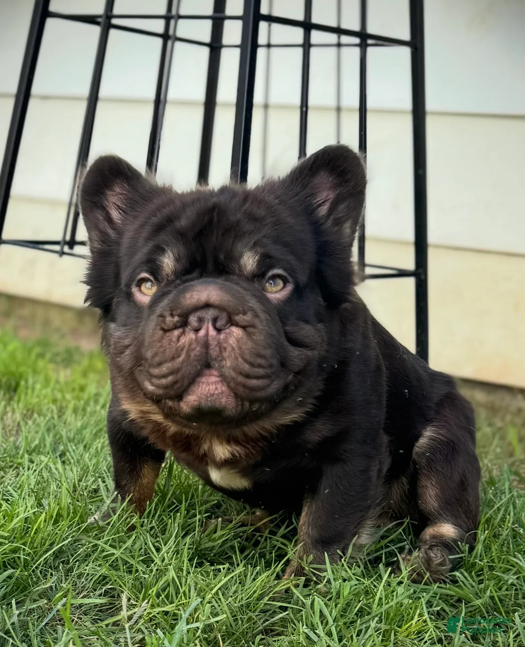 French Bulldog dogs for stud: Tootsie Rope - Ad 2