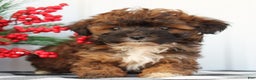 Shihpoo dogs for sale: Sunshine - F1 - Ad 3