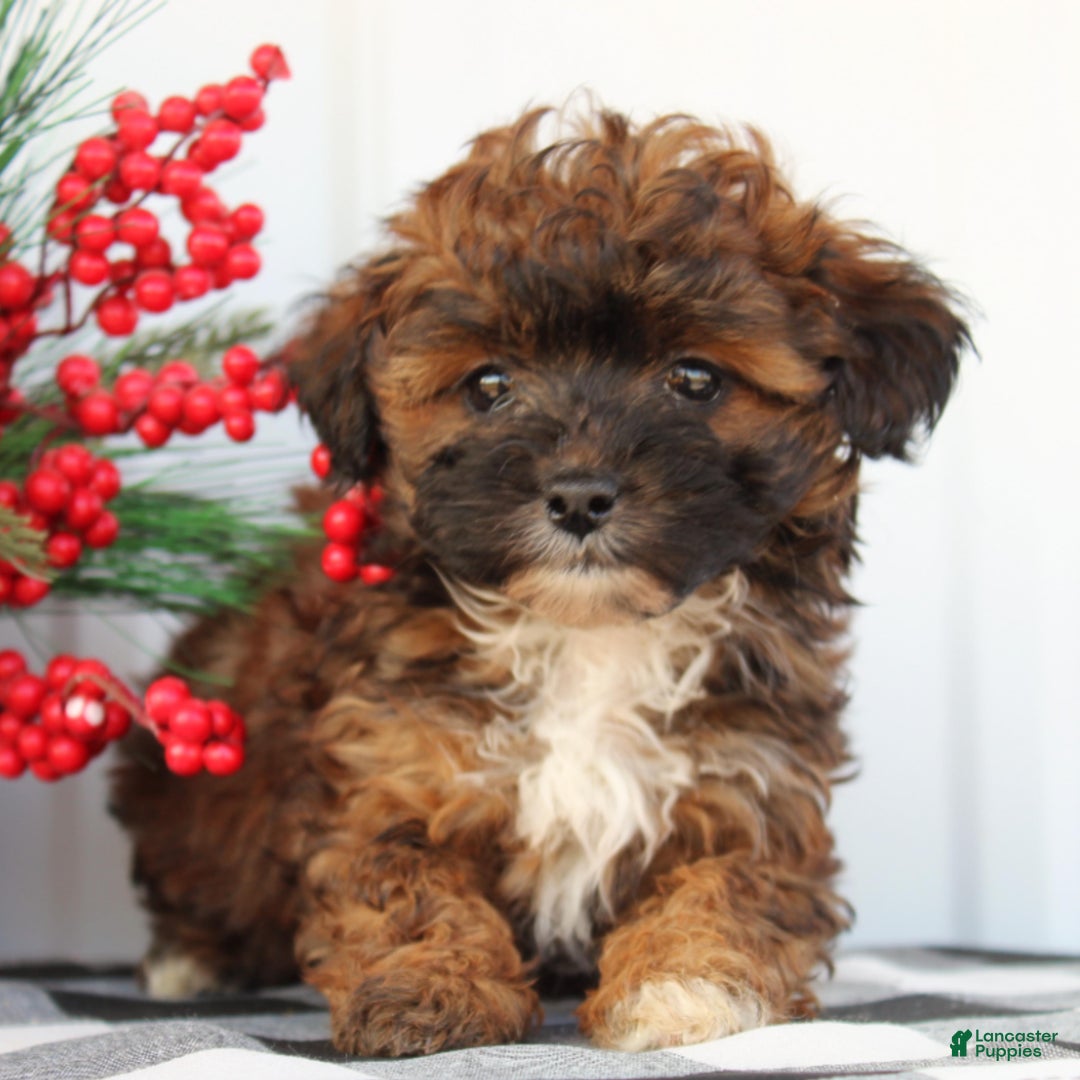 Shihpoo dogs for sale: Sunshine - F1 - Ad 3