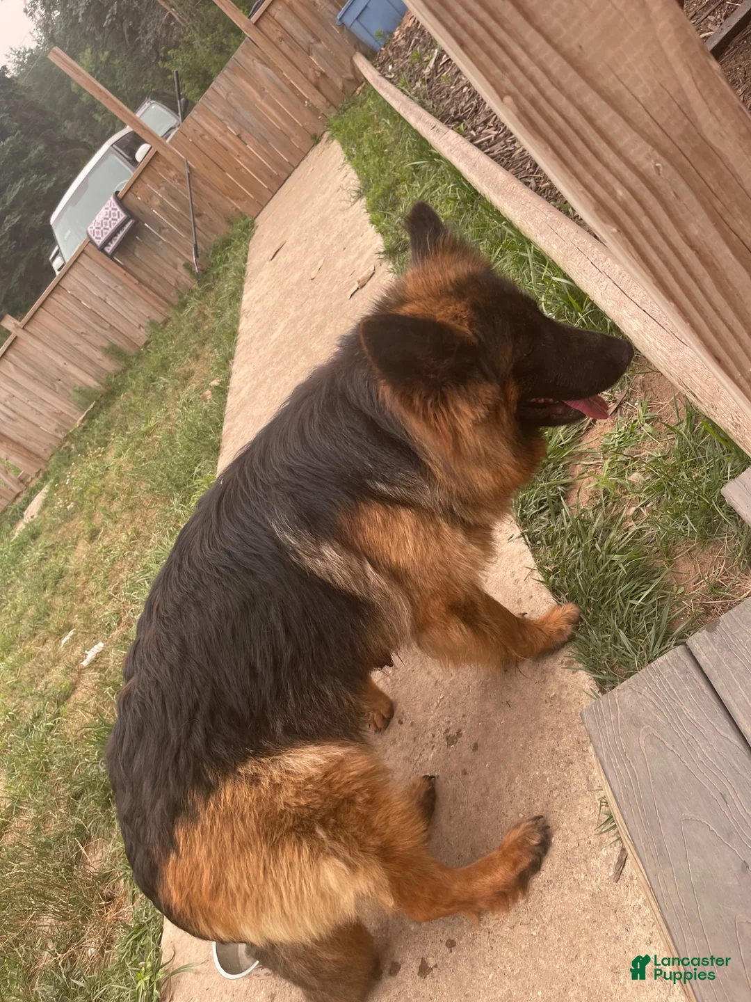 German Shepherd dogs for sale: German Shepherd 4 - Ad 7