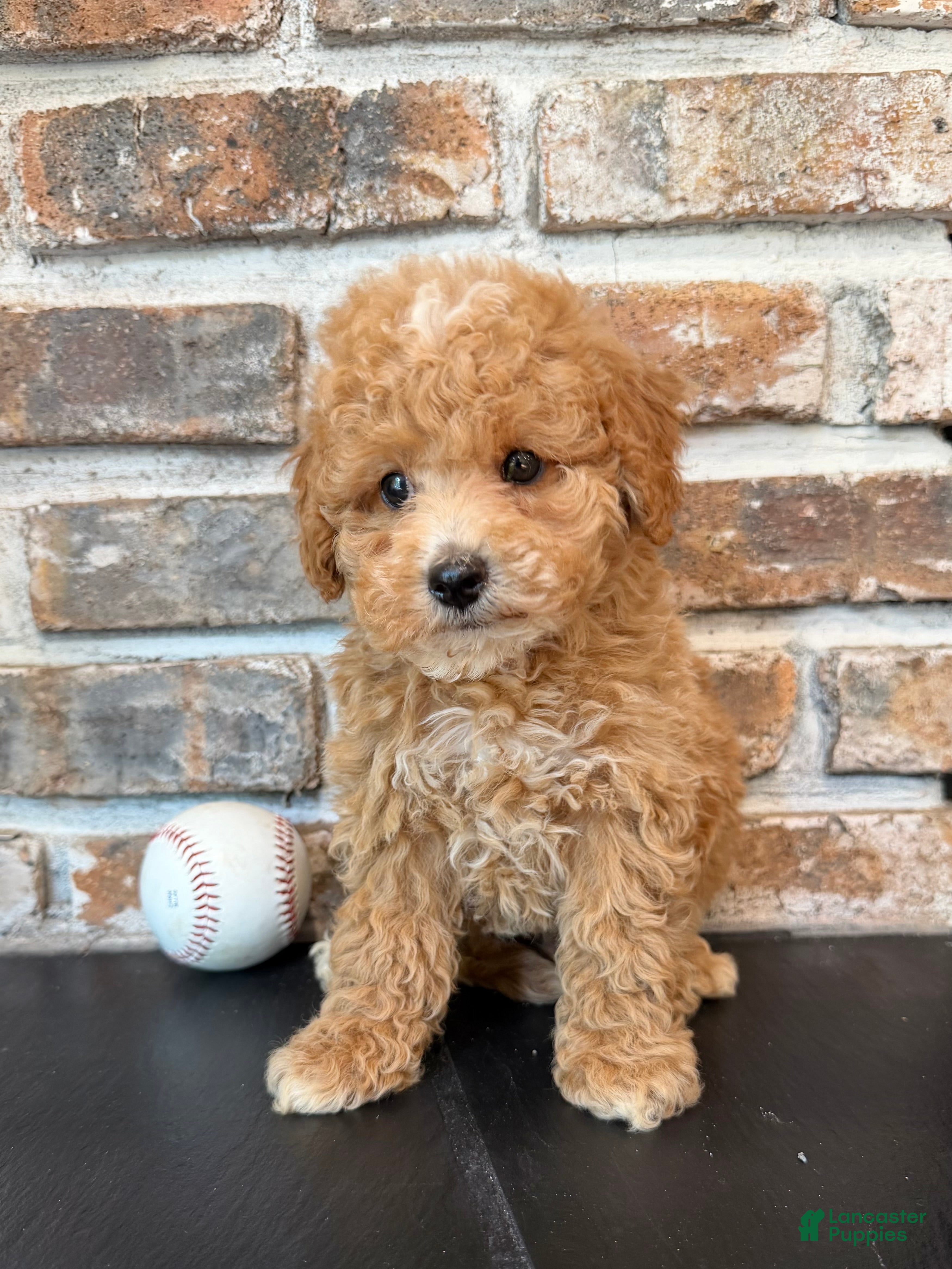 Cavapoo dogs Rookie - Ad 2