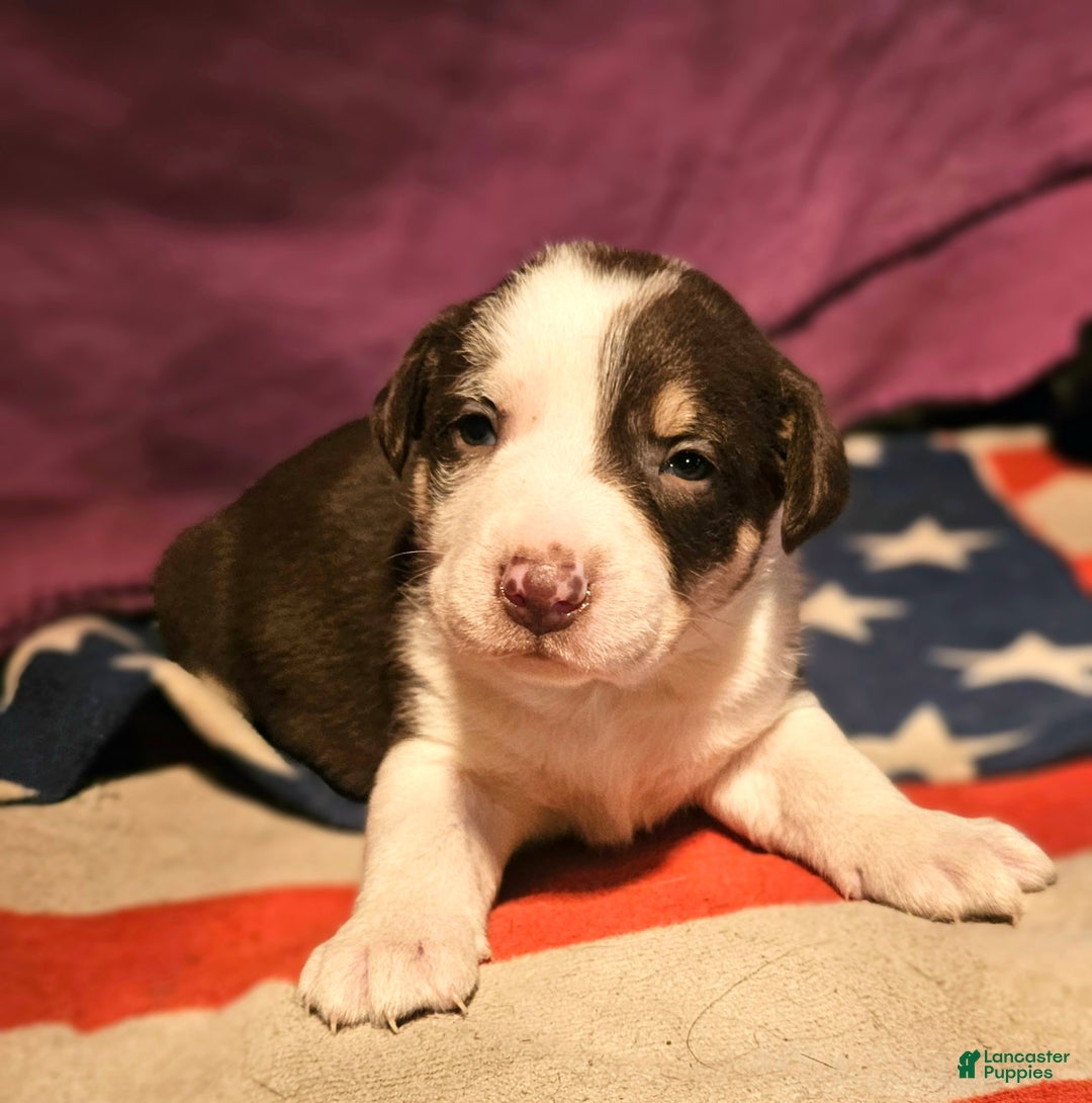 Border Collie dogs for sale: CeeCee - Ad 13