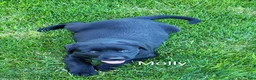 Labrador Retriever dogs for sale: Labrador Retriever Puppy 3 Molly  - Ad 3