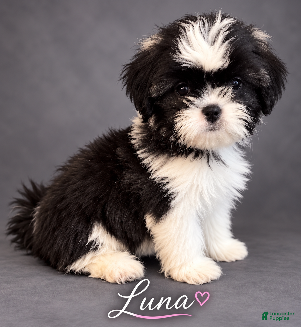 Shih Tzu dogs Luna - Ad 8
