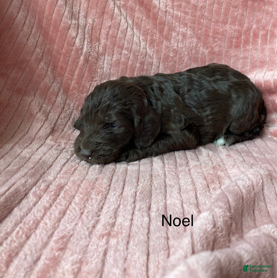 Labradoodle dogs for sale: Snowflake - Ad 26