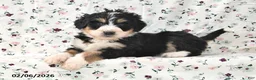 Bernedoodle dogs for sale: Sally - Ad 2