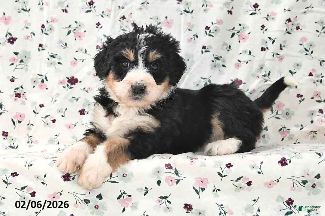 Bernedoodle dogs for sale: Sally - Ad 2