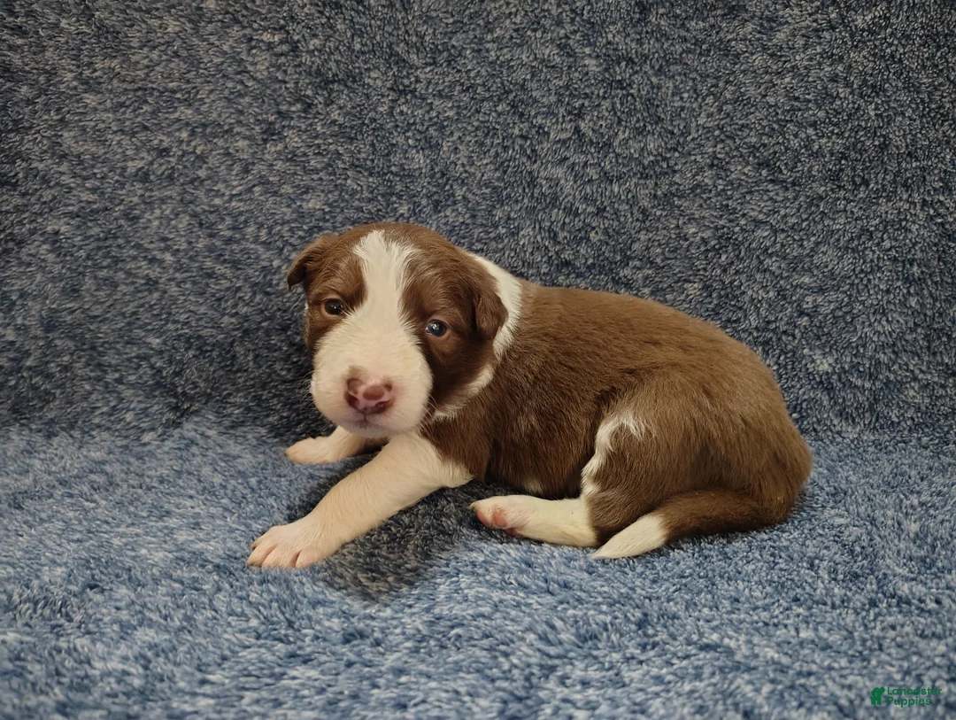 Border Collie dogs for sale: Atticus  - Ad 7