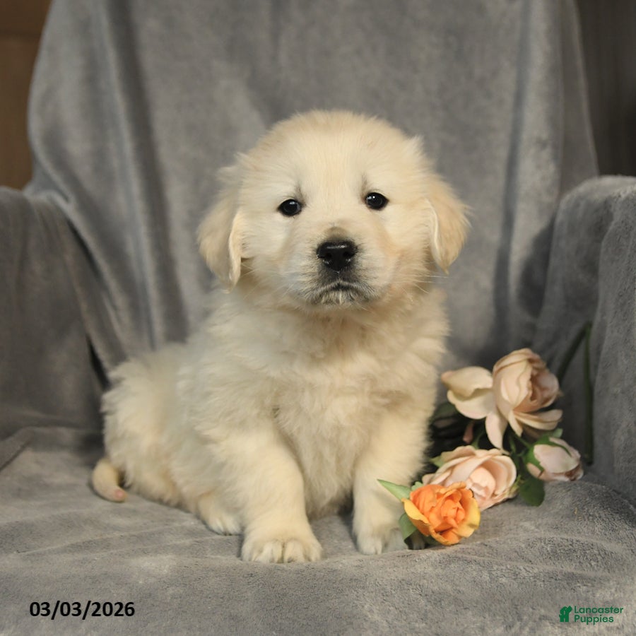 Golden Retriever dogs Lily - Ad 2