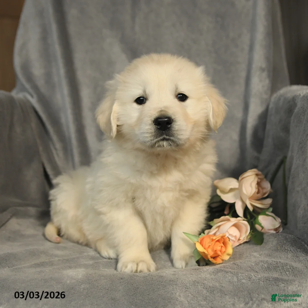 Golden Retriever dogs for sale: Lily - Ad 2