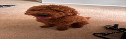 Goldendoodle dogs for sale: Goldendoodle Puppy 1 - Ad 2