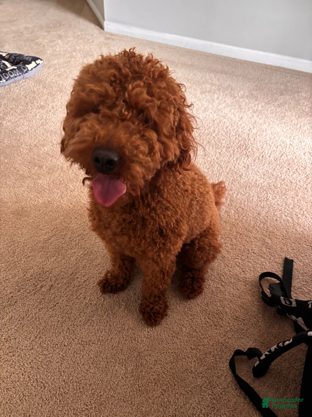Goldendoodle dogs for sale: Goldendoodle Puppy 1 - Ad 2