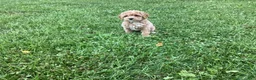Mini Goldendoodle dogs for sale: Nova - Ad 5