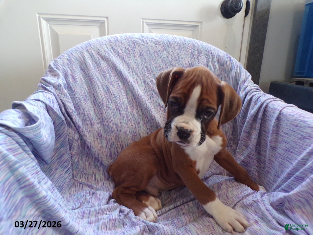 Boxer dogs Wrangler - Ad 2