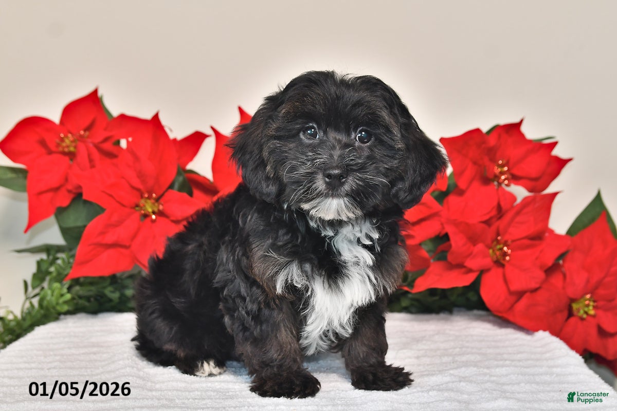 Yorkiepoo dogs Thomas - Ad 16