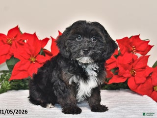Yorkiepoo dogs Thomas - Ad 27