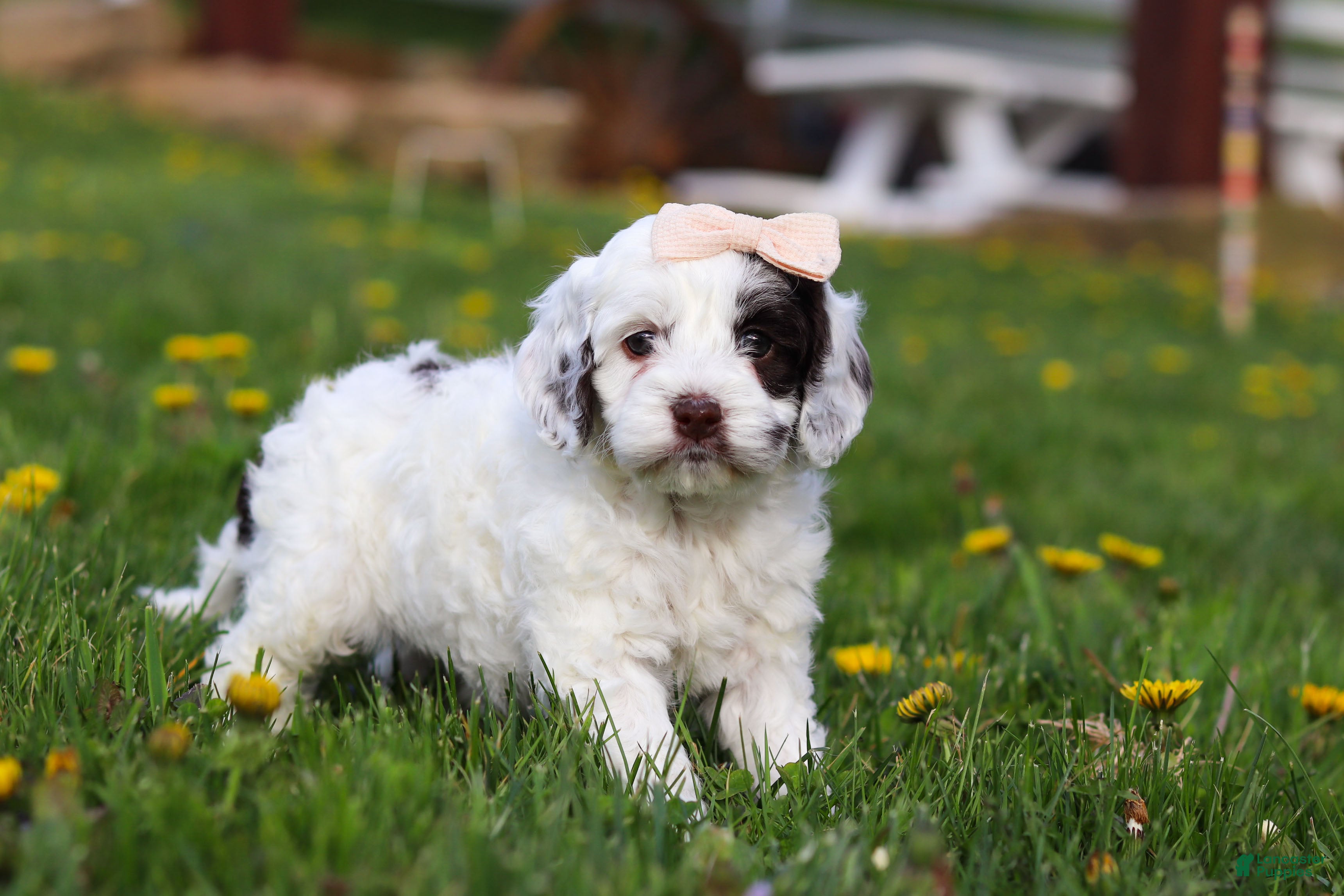 Cockapoo dogs Natalie - Ad 1