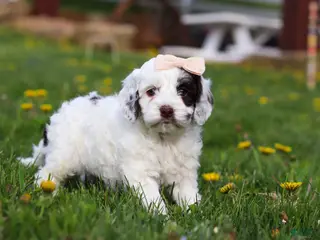 Cockapoo dogs for sale: Natalie - Ad 3