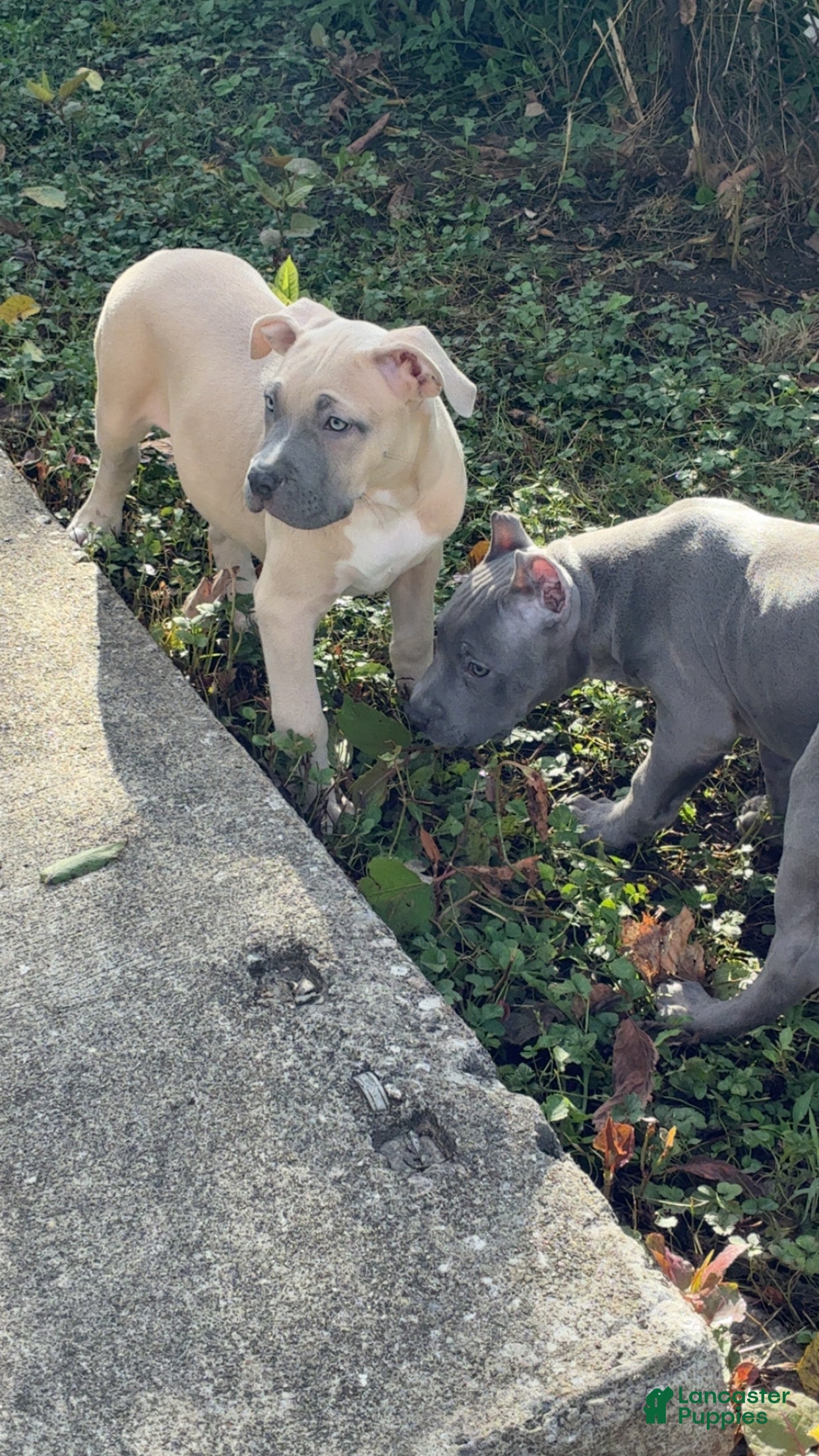American Bully dogs American Bully 1 - Ad 16