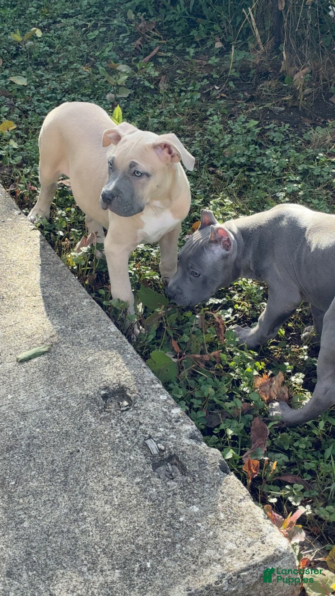 American Bully dogs for sale: American Bully 1 - Ad 1