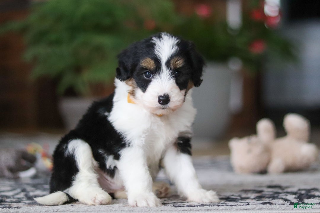 Aussiedoodle dogs for sale: Otto - Ad 6