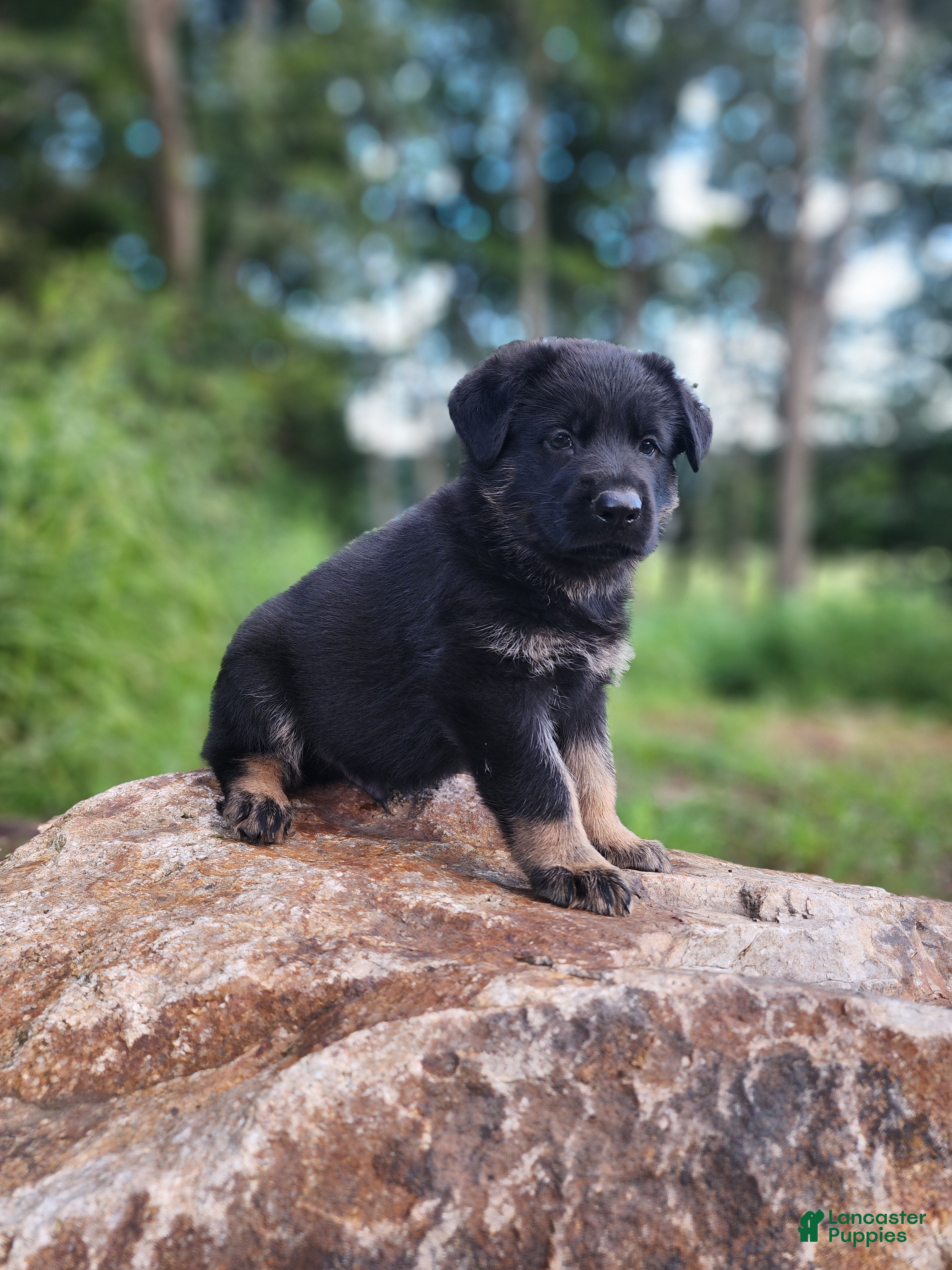 German Shepherd dogs Trek - Ad 1