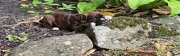 Boxer dogs for sale: Brownie - Ad 15