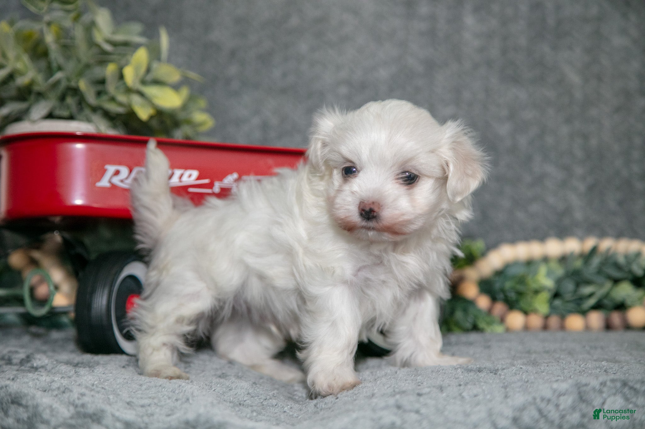Maltese dogs Snowball - Ad 12