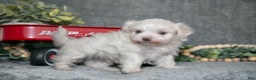 Maltese dogs for sale: Snowball - Ad 1