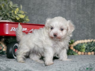 Maltese dogs Snowball - Ad 30