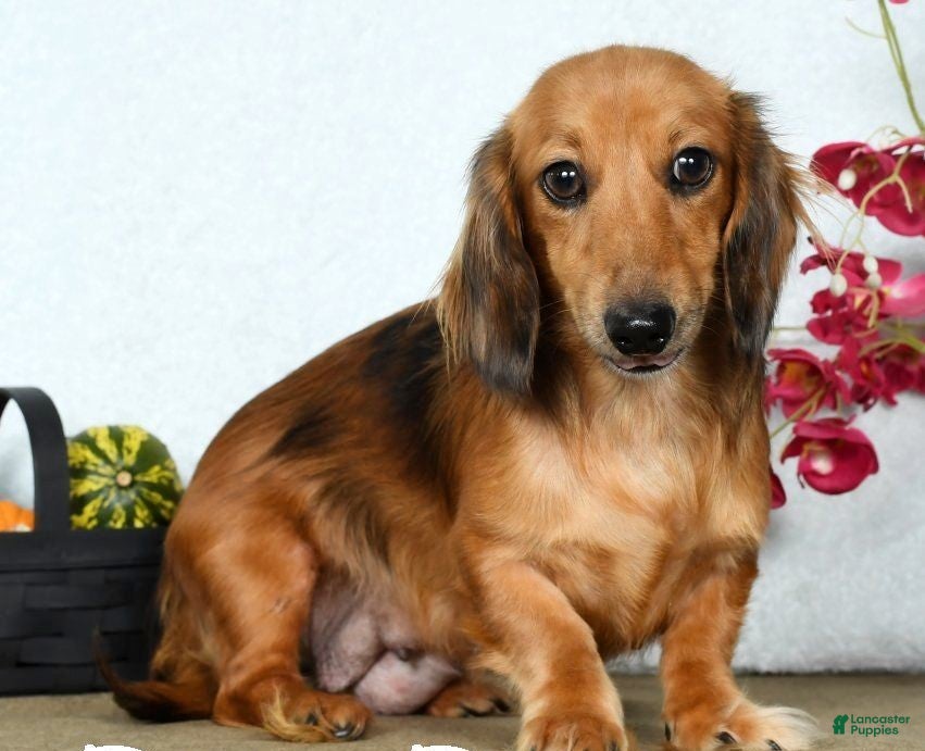 Miniature Dachshund dogs for sale: Samson - Ad 10
