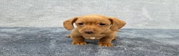 Miniature Dachshund dogs for sale: Cooper  - Ad 4