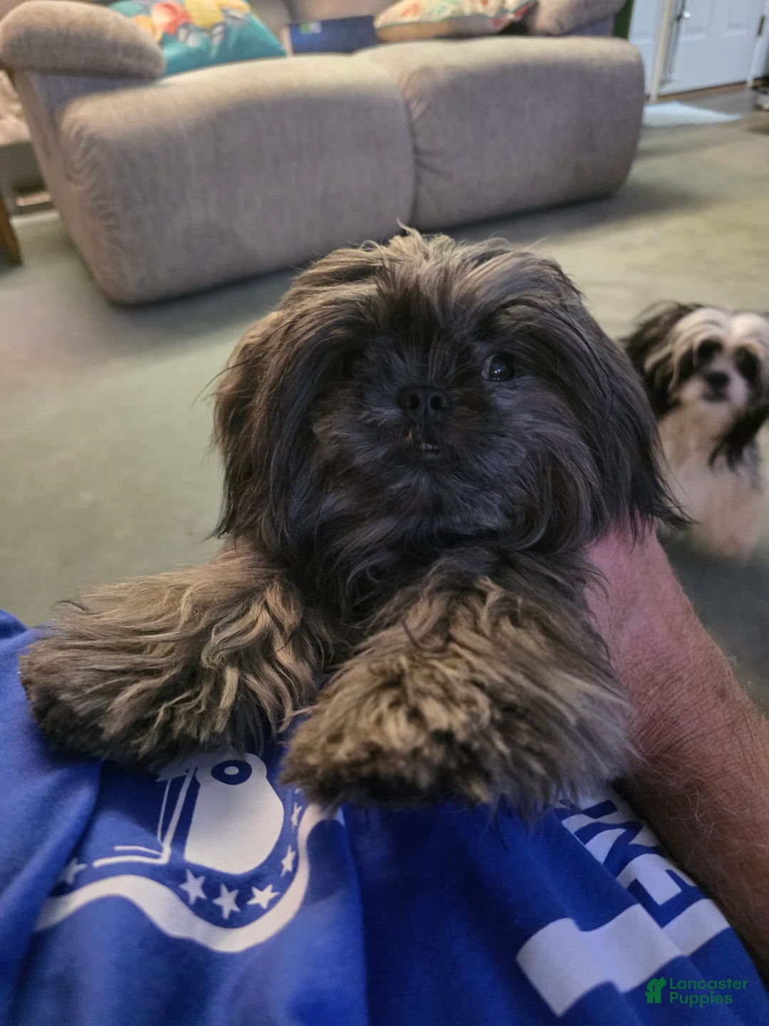 Malshi dogs for sale: Brindle - Ad 12