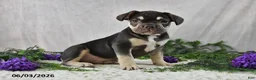 French Bulldog dogs for sale: Henrick - Ad 5