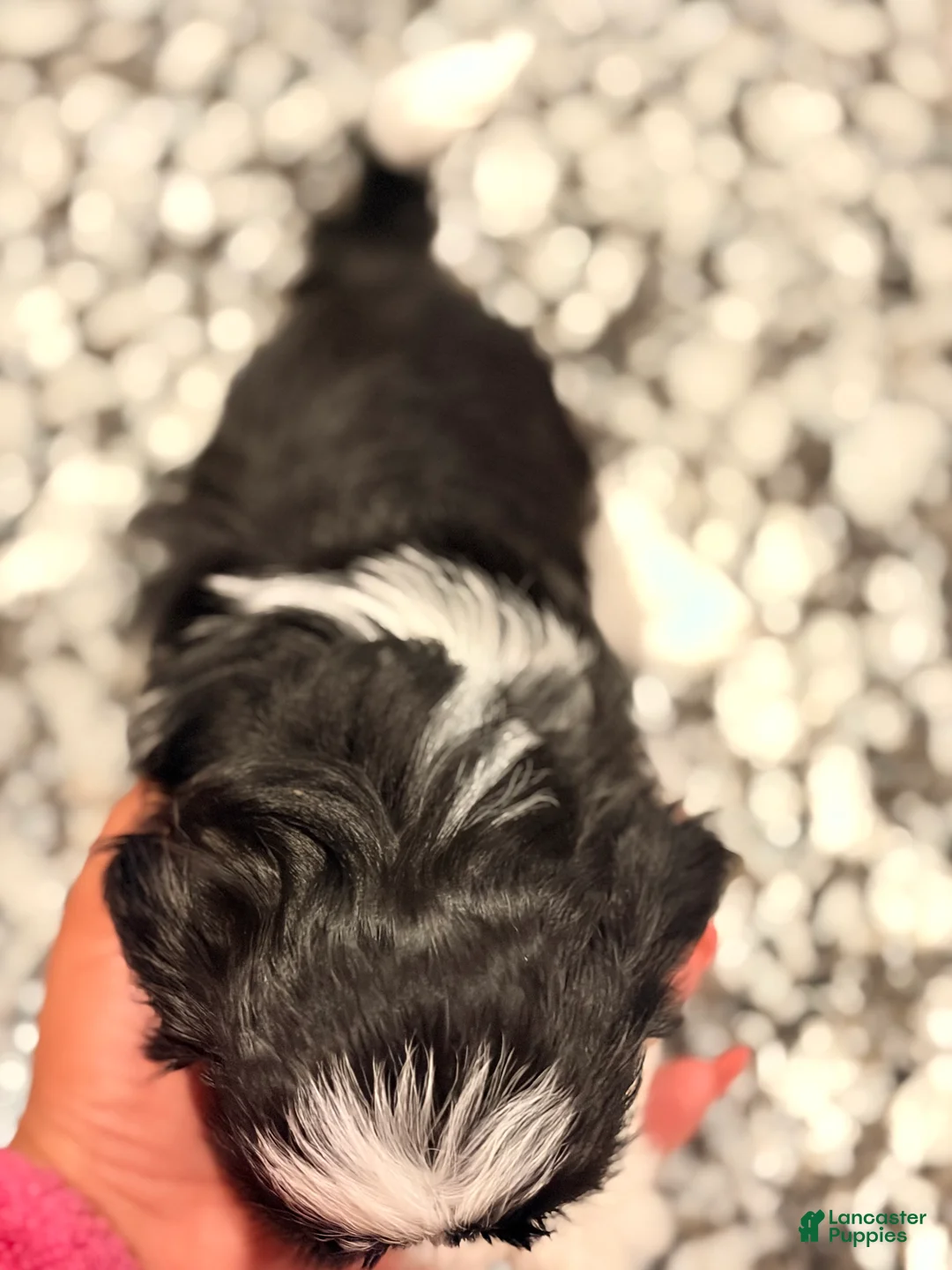 Shih Tzu dogs for sale: Shih Tzu 1 - Ad 2