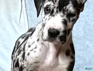 Great Dane dogs Female 2 - Ad 25