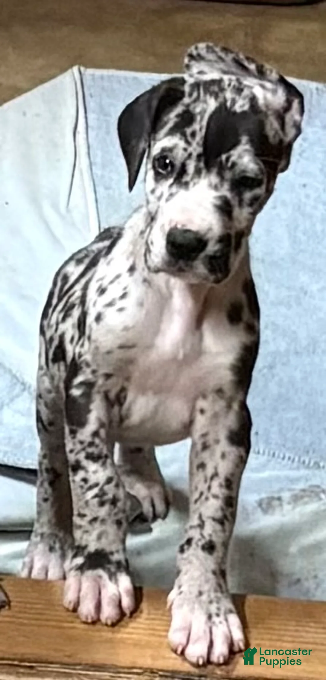 Great Dane dogs for sale: Female 2 - Ad 1