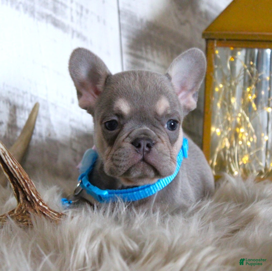 French Bulldog dogs for sale: Stitch - Ad 1