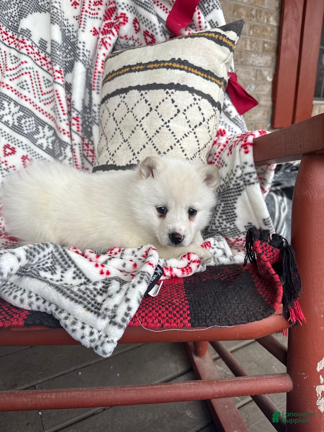 Pomsky dogs for sale: Luna - Ad 5