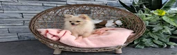 Pomeranian dogs for sale: Heilda  - Ad 2