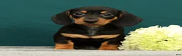 Miniature Dachshund dogs for sale: Pablo - Ad 3