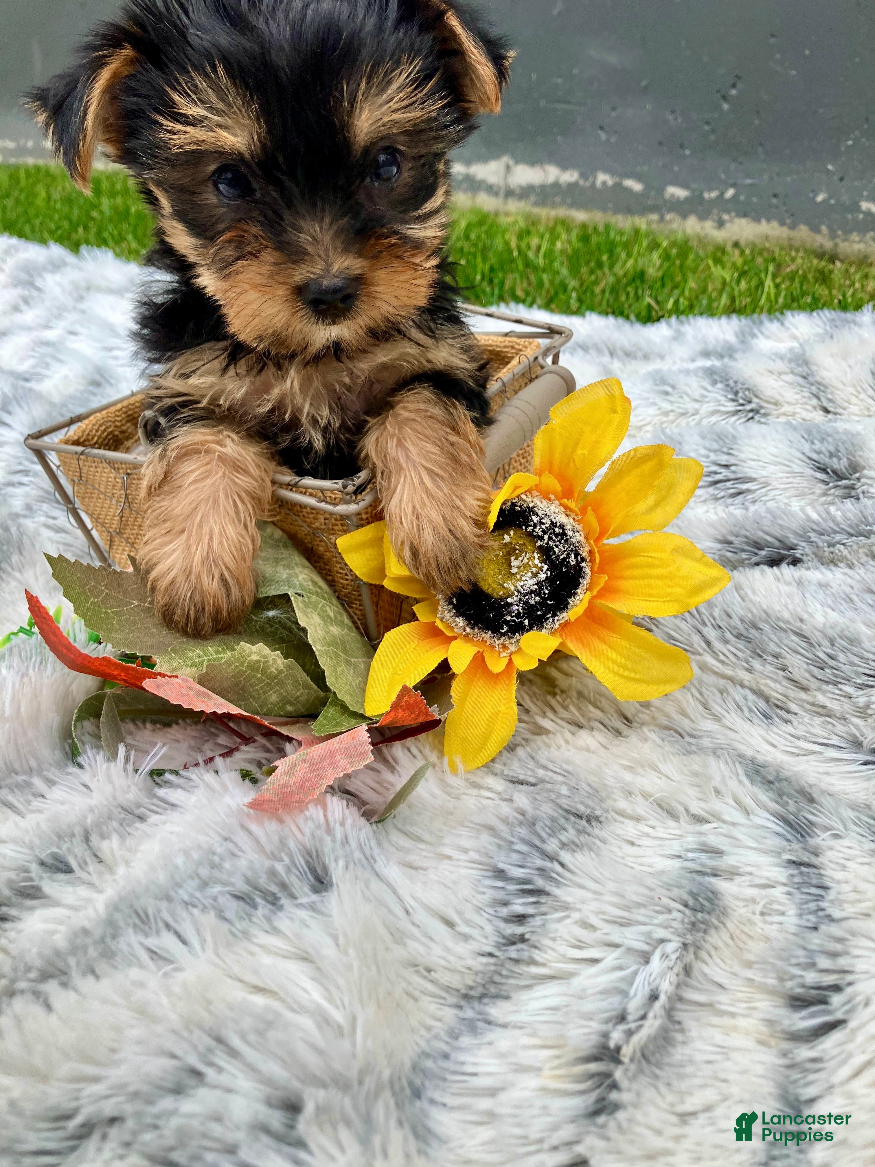Yorkshire Terrier dogs Autumn - Ad 2