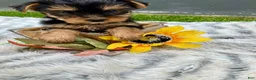 Yorkshire Terrier dogs for sale: Autumn - Ad 2