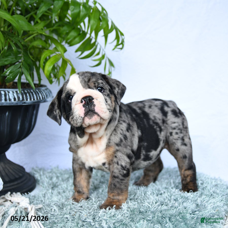 English Bulldog dogs Sasha - Ad 1