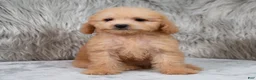 Mini Goldendoodle dogs for sale: Abby ID: 3852 - Ad 4