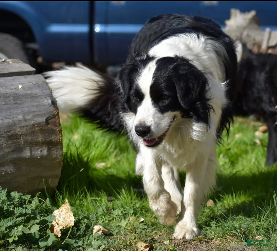 Mixed Breed dogs for sale: Border Aussie 1 - Ad 2